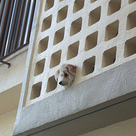 はまってるのではありません