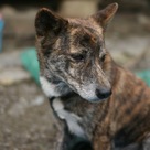 名護博物館の琉球犬