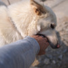 あなたが犬に噛まれるたったひとつの理由