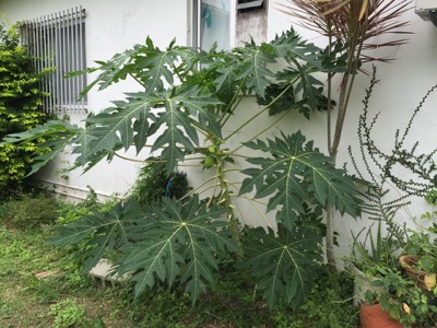 papaya01.jpg
