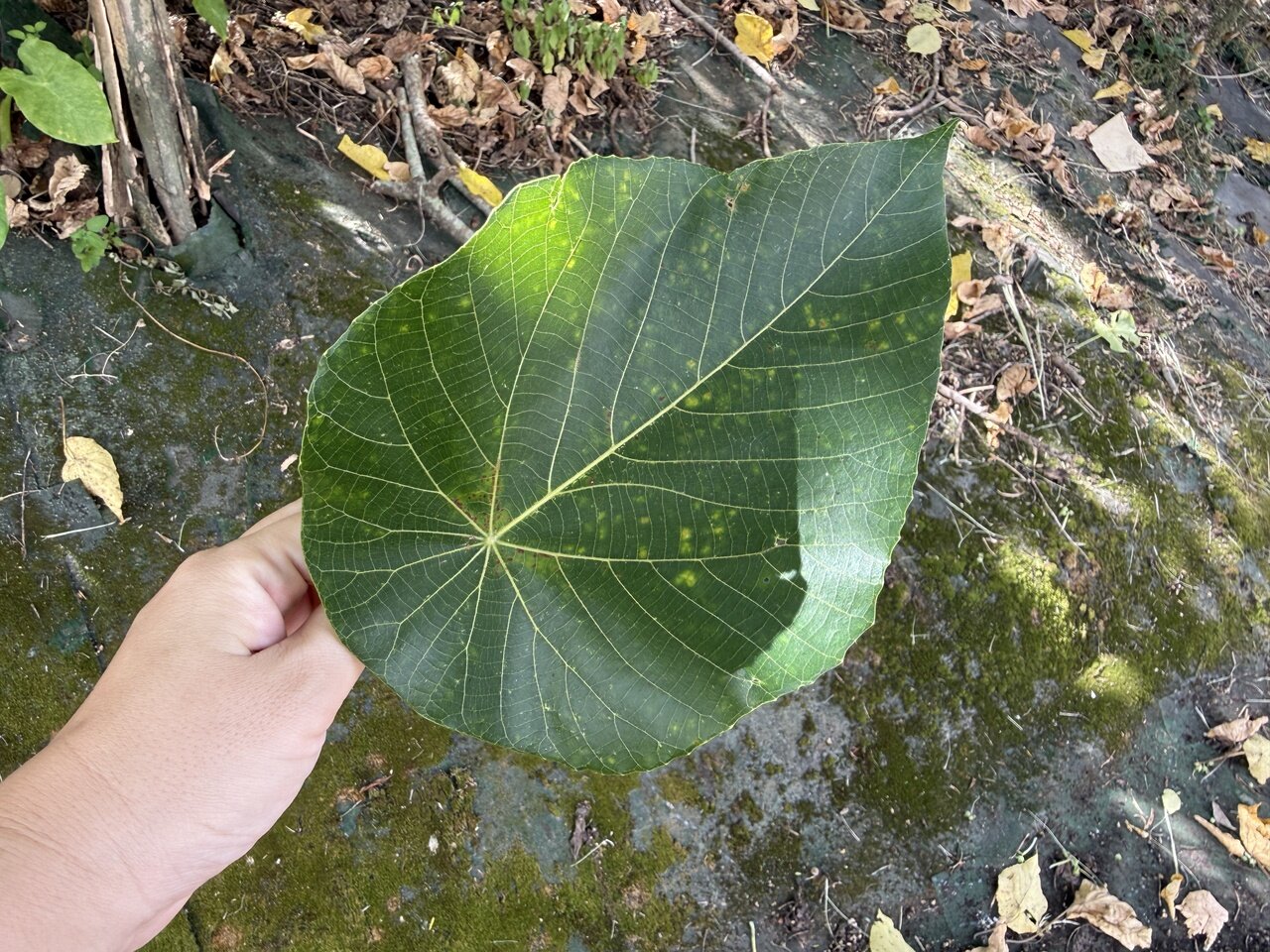 oobagi03.jpg
