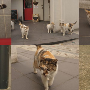 まちぐゎー猫探訪問 vol.3 沖縄の猫の尻尾は短く折れ曲がる？