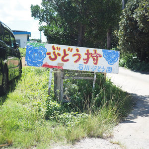 沖縄でもブドウ狩りができるという事実を知った夏