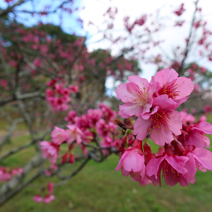 なんと沖縄市でも開催されていた！？桜を見る会