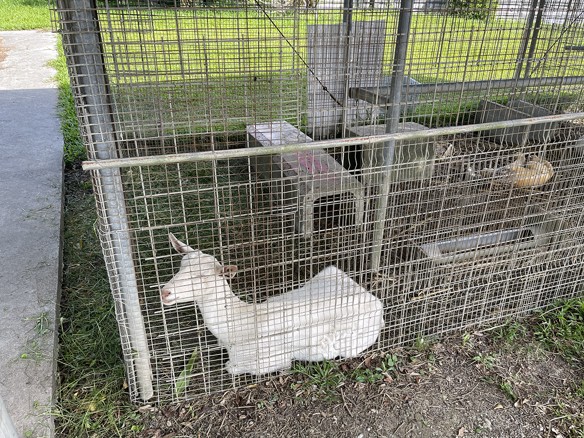 がんばれアグリハウスこちんだのミニ動物園 - 沖縄B級ポータル 題名ー小さな動物園