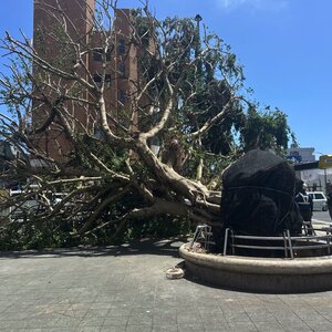 台風で倒れたコザミュージックタウンのガジュマルを見てきた
