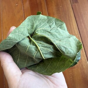 決して尻を拭いてはいけない葉っぱとは
