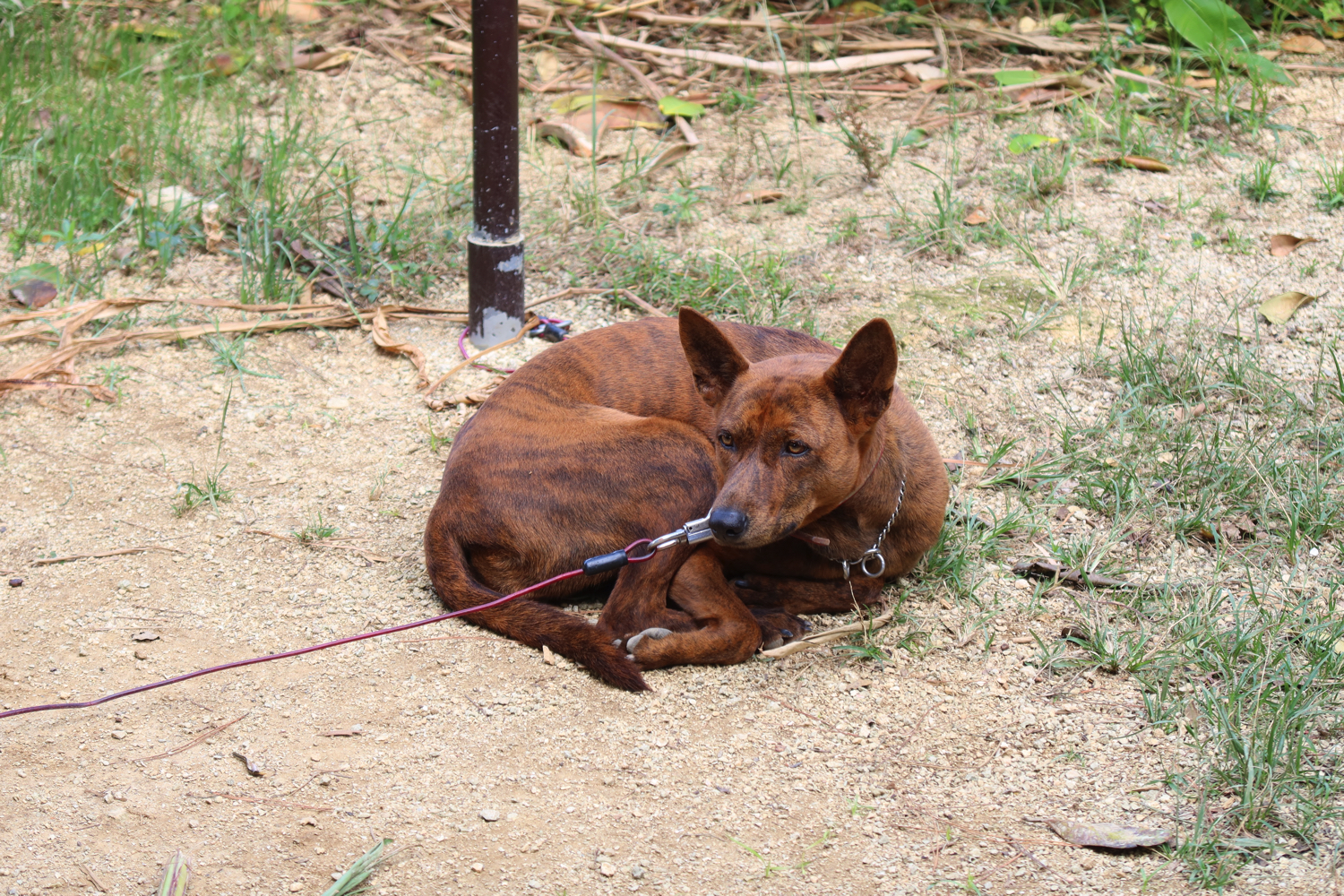 おきなわ ザ ワールド 初代 琉球犬の海 かい くんが愛されすぎている おきなわワールド Deeokinawa 冬の祭典スペシャル おきなわ ザ ワールド 沖縄b級ポータル Deeokinawa でぃーおきなわ
