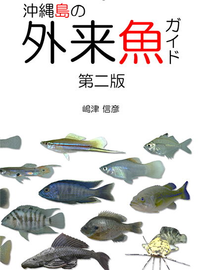 外来種 ティラピア が食用魚にならなかった理由を食べて考える 沖縄b級ポータル Deeokinawa でぃーおきなわ