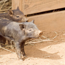 猪と猪豚をめぐる冒険