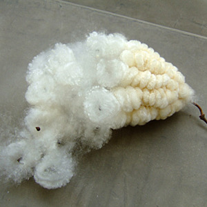 トックリキワタの綿を有効活用