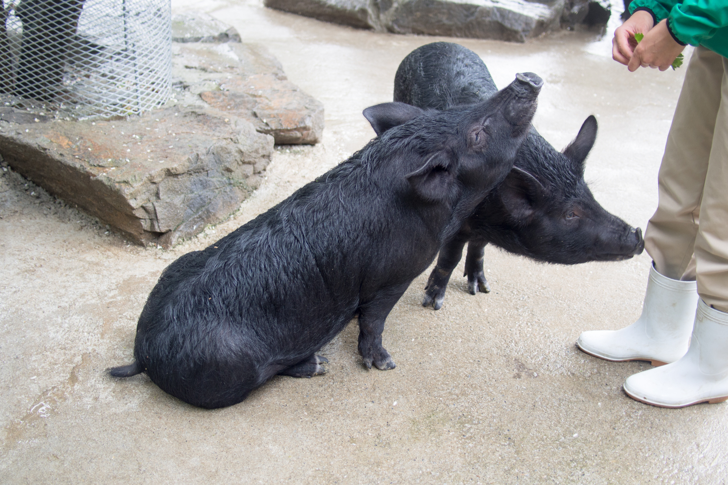 アグー村では豚がお座りしてお手もする 沖縄b級ポータル Deeokinawa でぃーおきなわ