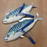 さばぬにゃーんを食い止めよ！島さばをサバに
