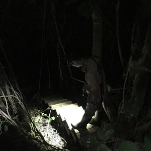 ウワーガージャングルで夜の森探検