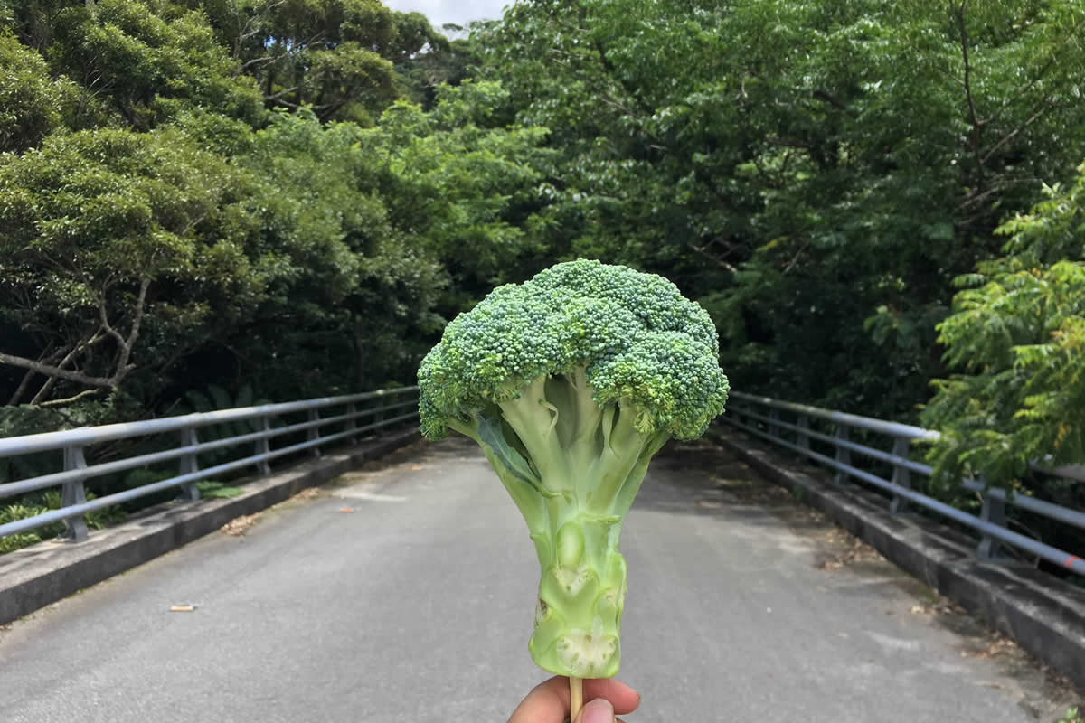 やんばるの森はブロッコリーの森なのか 沖縄b級ポータル Deeokinawa でぃーおきなわ