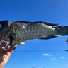 沖縄の魚をはく製にしたいと思ってたら提灯になった
