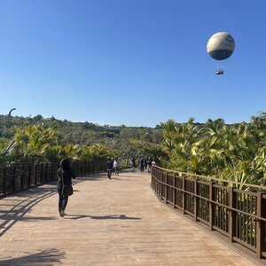 ジャングリアは実際どうなのか