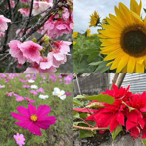 冬の沖縄では春夏秋冬の花がぜんぶ咲いている